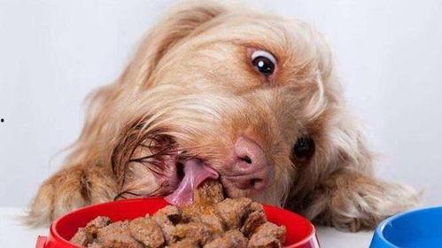 狗狗吃角瓜煮多久,狗狗食用角瓜的最佳烹饪时间揭秘