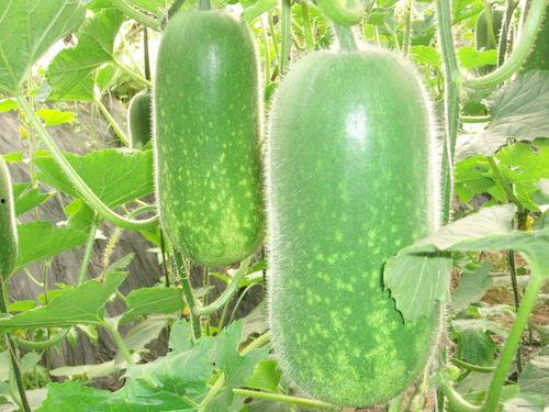 鲁f吃瓜,揭秘娱乐圈背后的那些事儿