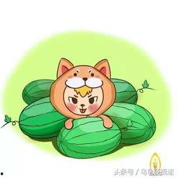 吃瓜生肖,揭秘十二生肖的趣味食趣