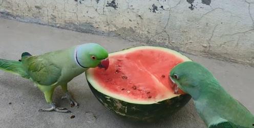 夏天吃瓜就腹泻,腹泻风险需警惕