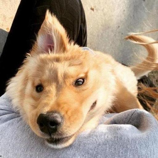 网红犬耳朵绑起来的视频,萌态尽显的绑耳技巧